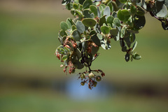 Arctostaphylos viscida mariposa