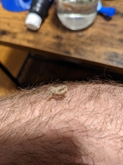 Eutrapela clemataria