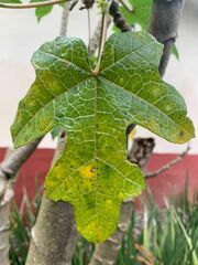 Vasconcellea pubescens