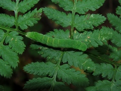 Euplexia