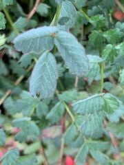 Acaena ovalifolia