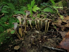 Craterellus undulatus