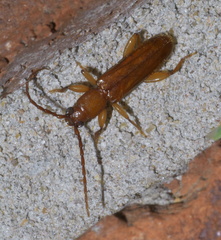 Smodicum cucujiforme