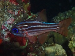 Ostorhinchus compressus