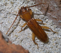 Smodicum cucujiforme