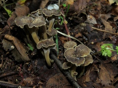 Craterellus undulatus