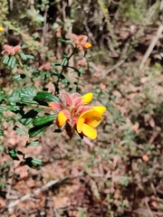Pultenaea scabra