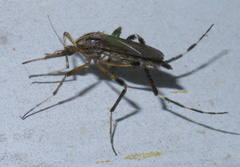 Psorophora ciliata