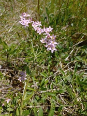 Centaurium erythraea