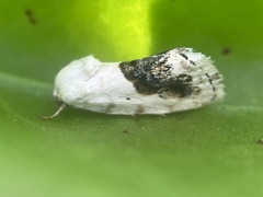 Ponometia erastrioides