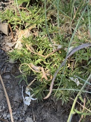 Polemoniaceae