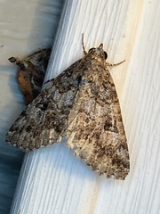 Eubolina impartialis