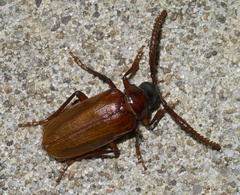 Prionus debilis