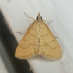Helvibotys helvialis