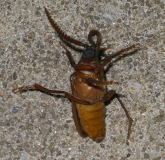 Prionus debilis