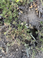 Polemoniaceae