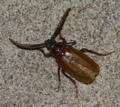 Prionus debilis