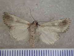 Ectopatria horologa