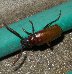 Prionus debilis