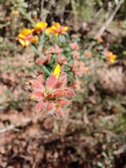 Pultenaea scabra