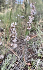 Eriogonum racemosum