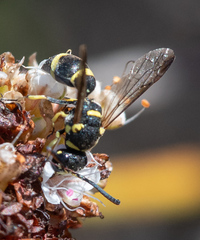 Parancistrocerus declivatus