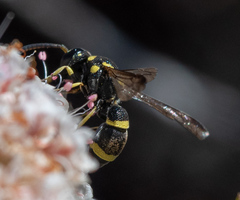 Parancistrocerus declivatus