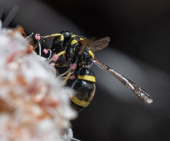 Parancistrocerus declivatus