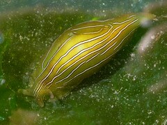 Phyllaplysia taylori