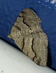 Digrammia continuata