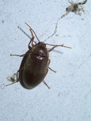 Hymenorus
