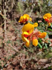 Pultenaea scabra