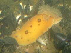 Diaulula sandiegensis