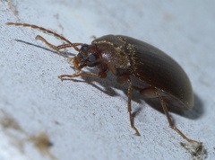 Hymenorus