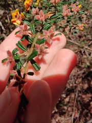 Pultenaea scabra