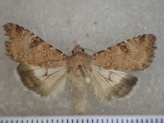 Heliothis punctifera