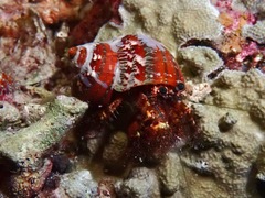 Dardanus gemmatus