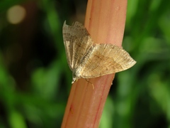 Scotopteryx chenopodiata