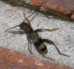 Xylotrechus colonus
