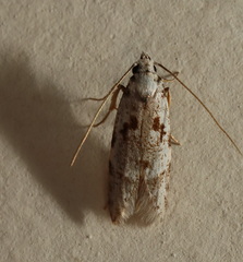 Oxythecta hieroglyphica