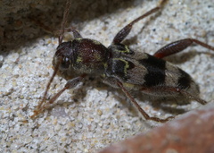 Xylotrechus colonus