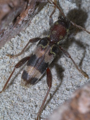 Xylotrechus colonus