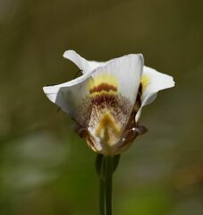 Calochortus superbus
