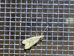 Dichomeris punctipennella