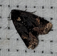 Homophoberia apicosa