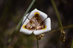 Calochortus superbus