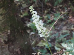 Actaea spicata