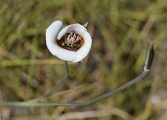 Calochortus superbus