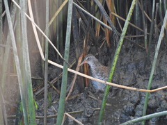 Rallus limicola
