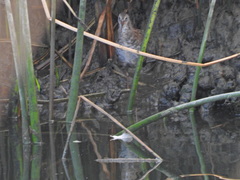 Rallus limicola